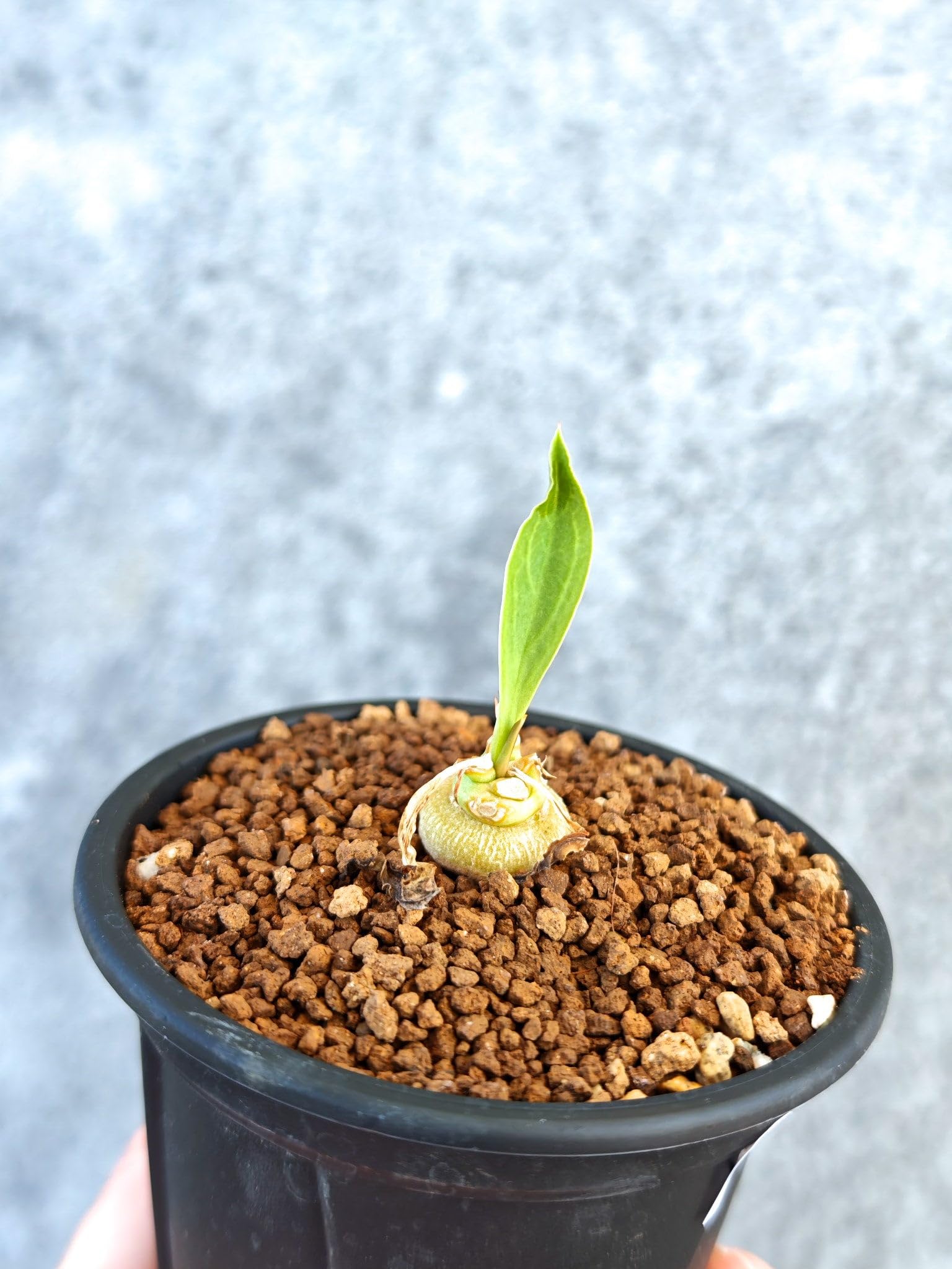 Amazon｜【現品限り】ユーフォルビア・サピニー 実生【K56】 Euphorbia